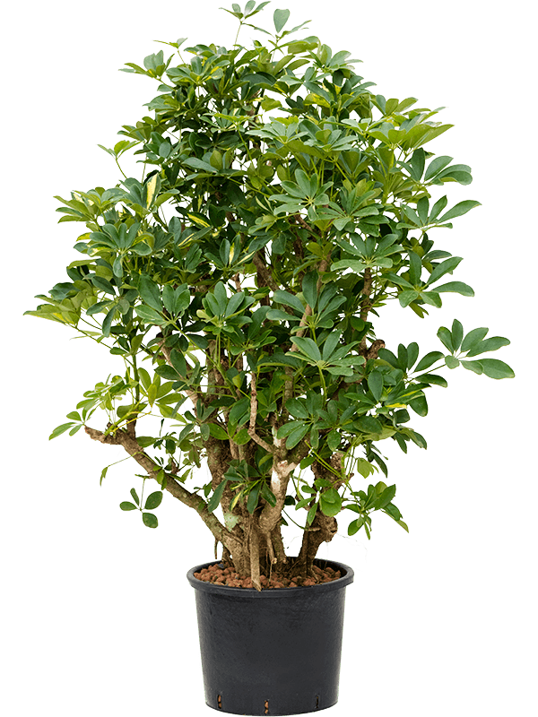 Planta naturala de interior Branched D70xH100cm Schefflera arboricola 'Gold Capella' P28/24cm in hidrogranule