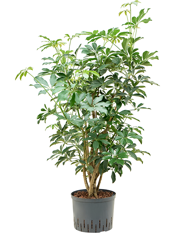 Planta naturala de interior Branched D70xH105cm Schefflera arboricola 'Compacta' P25/19cm in hidrogranule