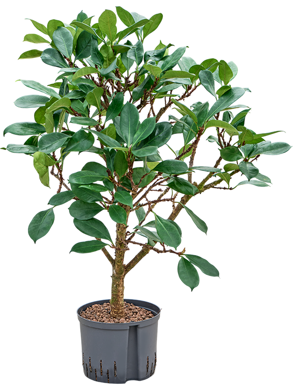 Planta naturala de interior Branched D70xH110cm Ficus cyathistipula P25/19cm in hidrogranule