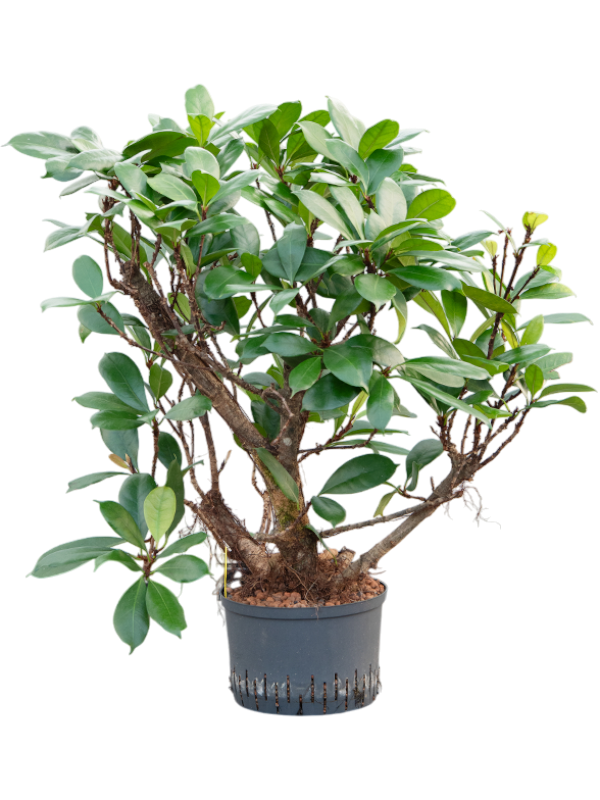 Planta naturala de interior Branched D70xH110cm Ficus cyathistipula P28/19cm in hidrogranule