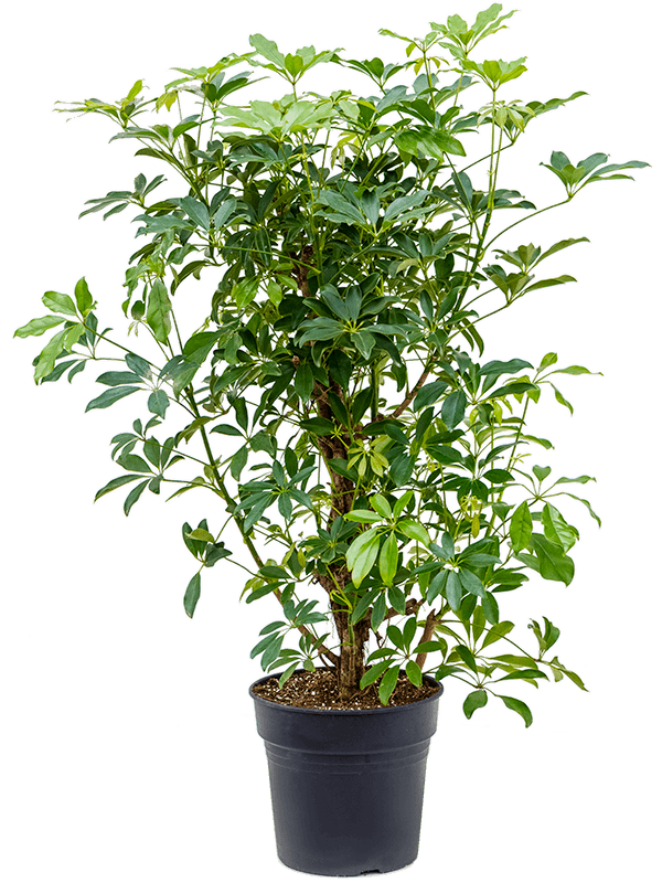Planta naturala de interior Branched D70xH110cm Schefflera arboricola 'Compacta' PS30/27cm in pamant