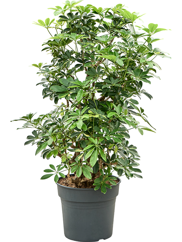 Planta naturala de interior Branched D70xH110cm Schefflera arboricola 'Gold Capella' PS34/30cm in pamant