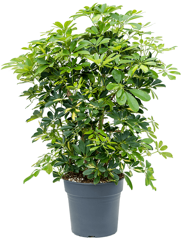 Planta naturala de interior Branched D70xH115cm Schefflera arboricola 'Gold Capella' PS30/27cm in pamant