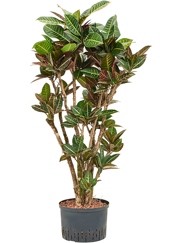 Planta naturala de interior Branched D70xH120cm Croton (Codiaeum) variegatum 'Petra' P28/19cm in hidrogranule