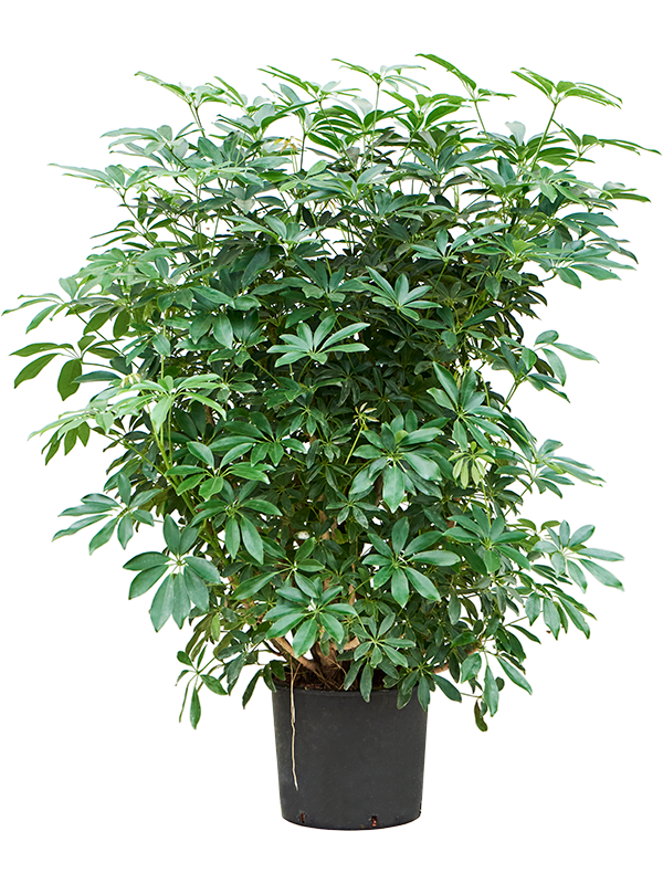 Planta naturala de interior Branched D70xH120cm Schefflera arboricola 'Compacta' P32/26cm in hidrogranule