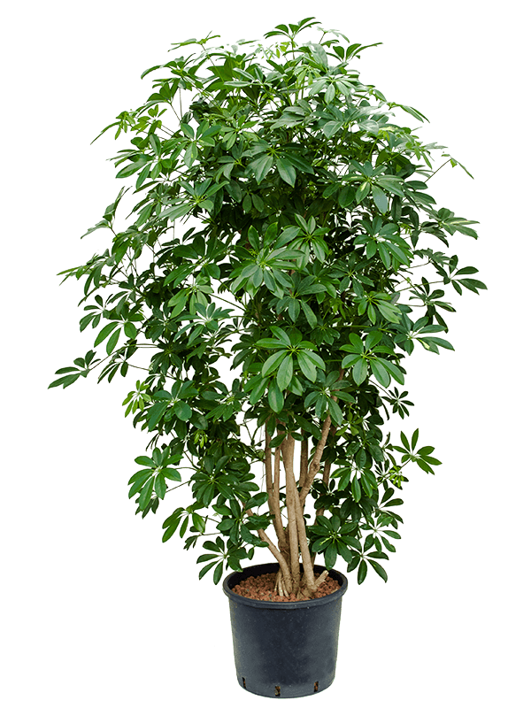 Planta naturala de interior Branched D70xH130cm Schefflera arboricola 'Compacta' P28/24cm in hidrogranule