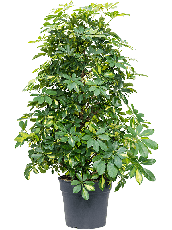 Planta naturala de interior Branched D70xH130cm Schefflera arboricola 'Gold Capella' PS34/30cm in pamant