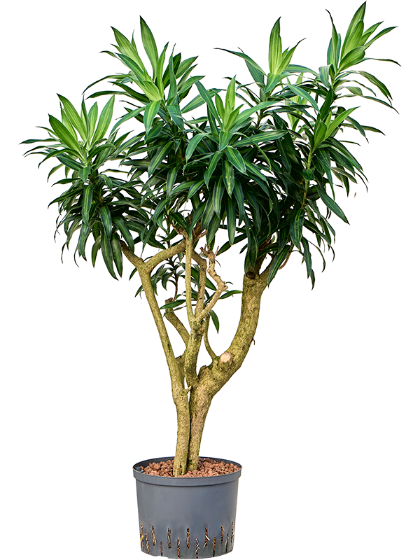 Planta naturala de interior Branched D70xH135cm Pleomele (Dracaena) reflexa 'Song of Jamaica' P25/19cm in hidrogranule