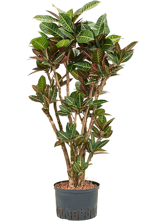 Planta naturala de interior Branched D70xH140cm Croton (Codiaeum) variegatum 'Petra' P28/19cm in hidrogranule