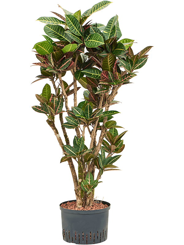 Planta naturala de interior Branched D70xH140cm Croton (Codiaeum) variegatum 'Petra' P28/19cm in hidrogranule