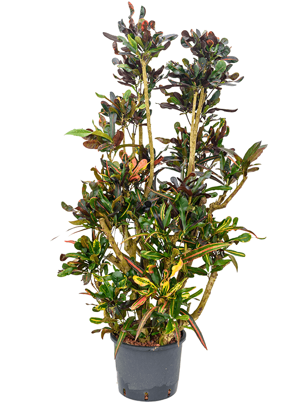 Planta naturala de interior Branched D70xH150cm Croton (Codiaeum) variegatum 'Mammi' P30/26cm in hidrogranule