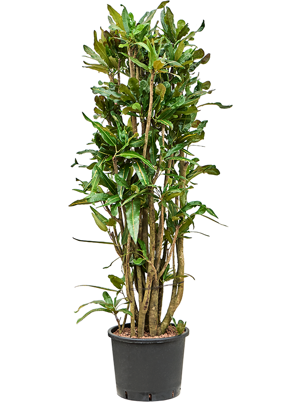 Planta naturala de interior Branched D70xH150cm Croton (Codiaeum) variegatum 'Mammi' P30/26cm in hidrogranule