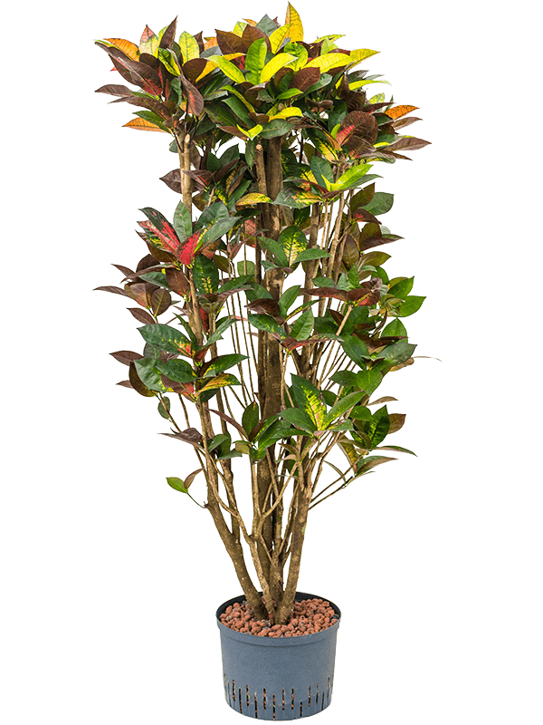 Planta naturala de interior Branched D70xH150cm Croton (Codiaeum) variegatum 'Mrs. Iceton' P28/19cm in hidrogranule