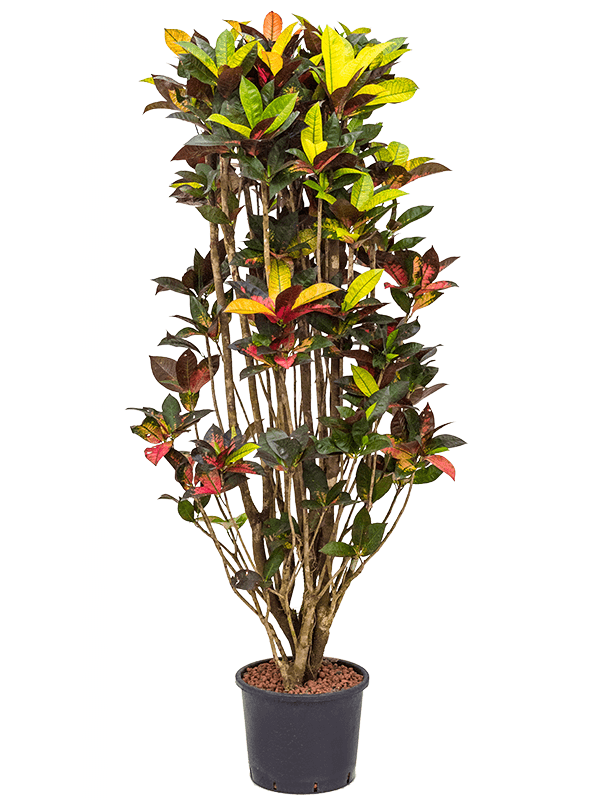 Planta naturala de interior Branched D70xH160cm Croton (Codiaeum) variegatum 'Mrs. Iceton' P30/26cm in hidrogranule