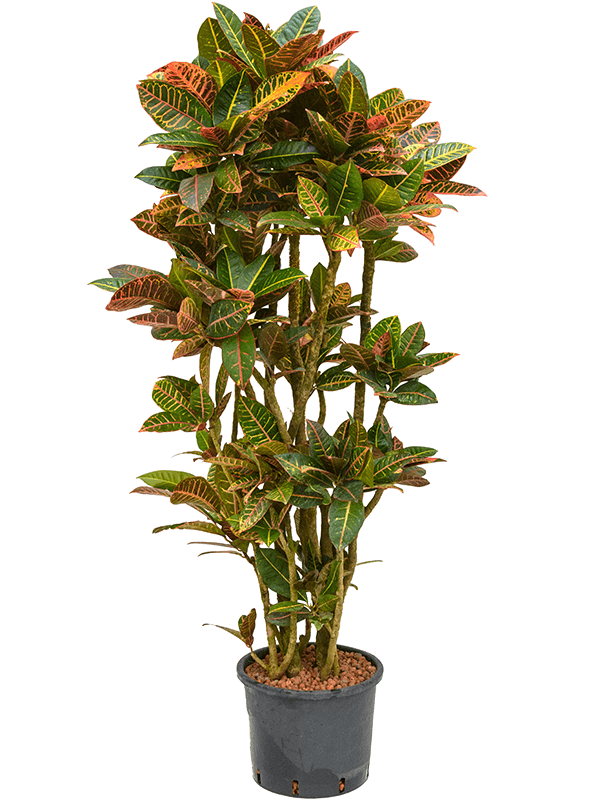 Planta naturala de interior Branched D70xH150cm Croton (Codiaeum) variegatum 'Petra' P30/26cm in hidrogranule