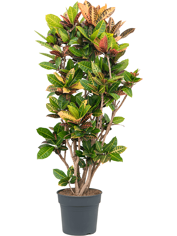 Planta naturala de interior Branched D70xH150cm Croton (Codiaeum) variegatum 'Petra' PS34/30cm in pamant