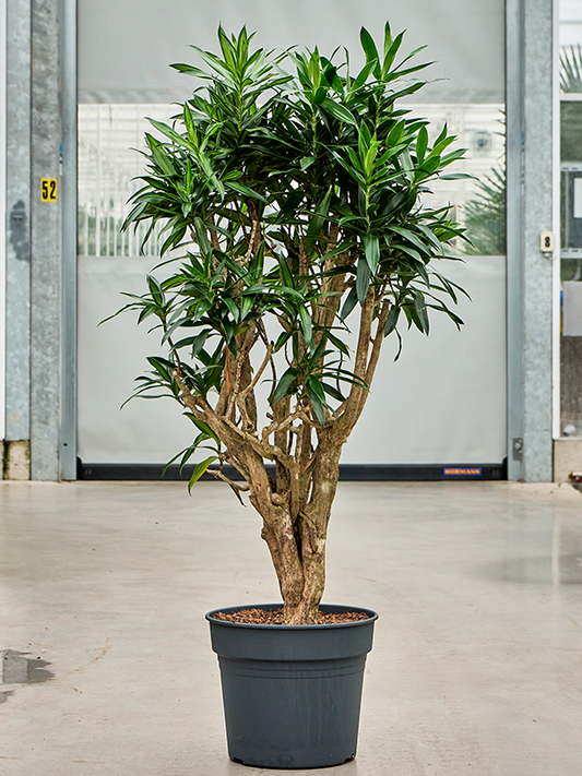 Planta naturala de interior Branched D70xH150cm Pleomele (Dracaena) reflexa 'Song of Jamaica' (150-175) PS38/32cm in pamant