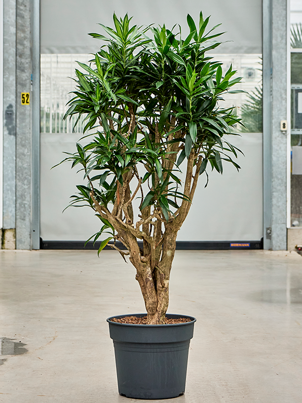Planta naturala de interior Branched D70xH150cm Pleomele (Dracaena) reflexa 'Song of Jamaica' (150-175) PS38/32cm in pamant