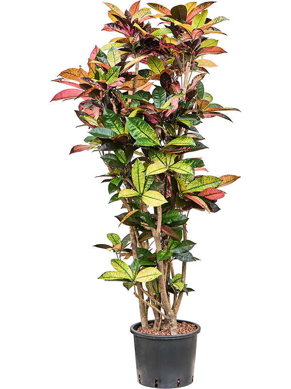 Planta naturala de interior Branched D70xH160cm Croton (Codiaeum) variegatum 'Mrs. Iceton' P30/26cm in hidrogranule