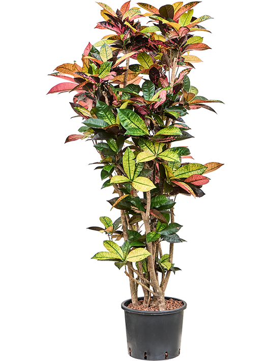 Planta naturala de interior Branched D70xH160cm Croton (Codiaeum) variegatum 'Mrs. Iceton' P30/26cm in hidrogranule