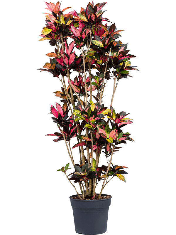 Planta naturala de interior Branched D70xH200cm Croton (Codiaeum) variegatum 'Mrs. Iceton' PS38/32cm in pamant