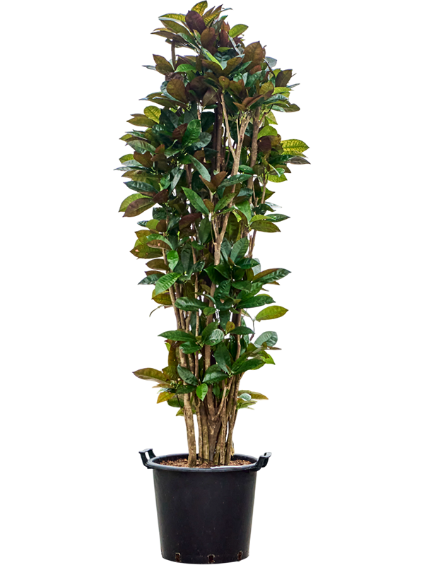 Planta naturala de interior Branched D70xH200cm Croton (Codiaeum) variegatum 'Mrs. Iceton' PS45/35cm in pamant