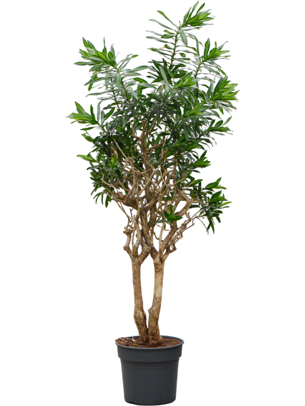 Planta naturala de interior Branched D70xH210cm Pleomele (Dracaena) reflexa PS38/32cm in pamant