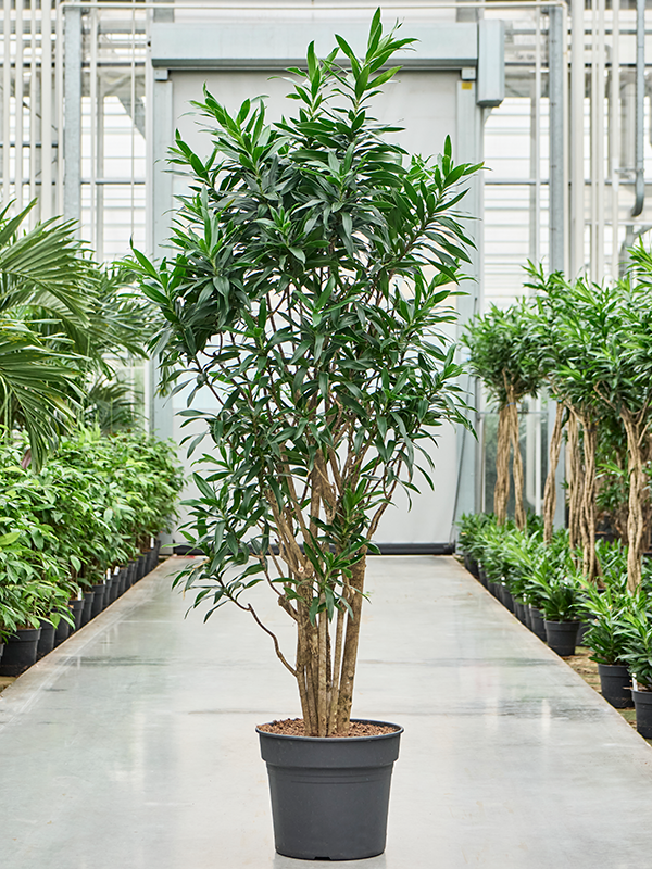 Planta naturala de interior Branched D70xH210cm Pleomele (Dracaena) reflexa PS45/37cm in pamant