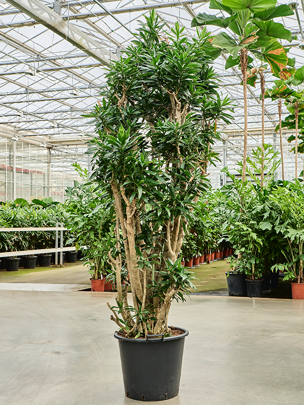 Planta naturala de interior Branched D70xH210cm Pleomele (Dracaena) reflexa PS50/41cm in pamant