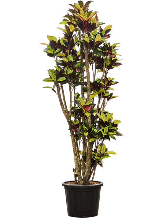 Planta naturala de interior Branched D70xH260cm Croton (Codiaeum) variegatum 'Mrs. Iceton' PS45/35cm in pamant