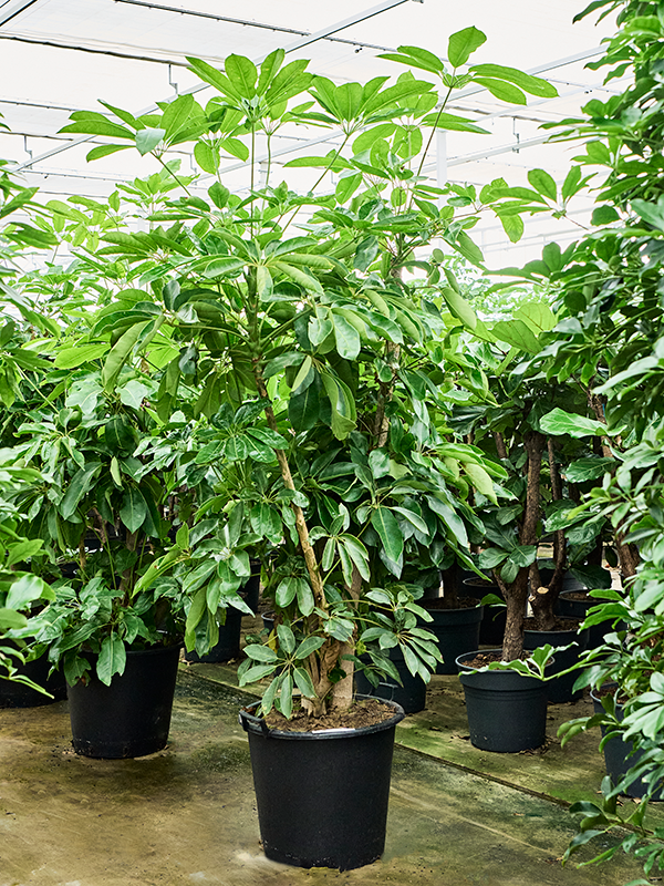 Planta naturala de interior Branched D70xH260cm Schefflera actinophylla 'Amate' PS50/41cm in pamant