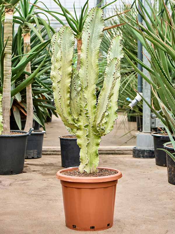 Planta naturala de interior Branched D75xH150cm Euphorbia ingens marmorata PS40/34cm in pamant