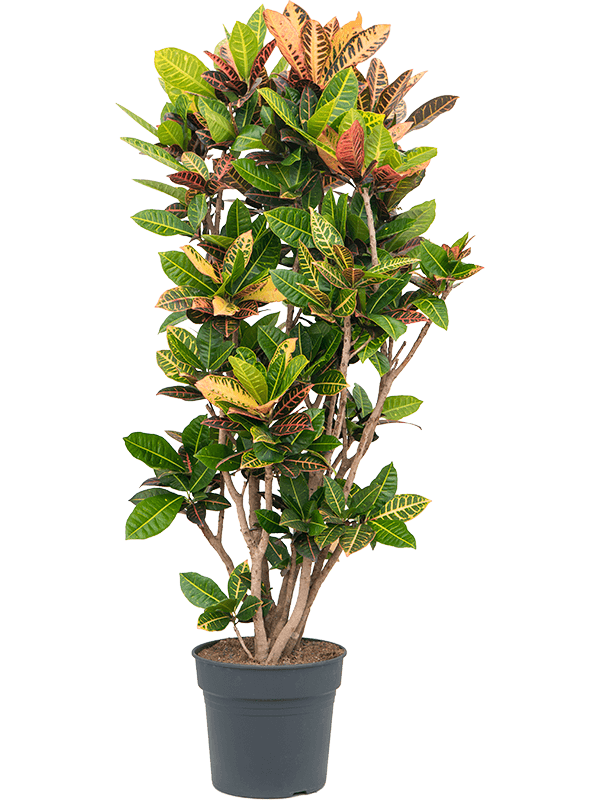 Planta naturala de interior Branched D75xH160cm Croton (Codiaeum) variegatum 'Petra' PS34/30cm in pamant