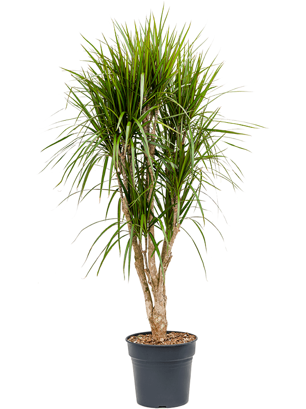 Planta naturala de interior Branched D75xH150cm Dracaena marginata PS30/27cm in pamant