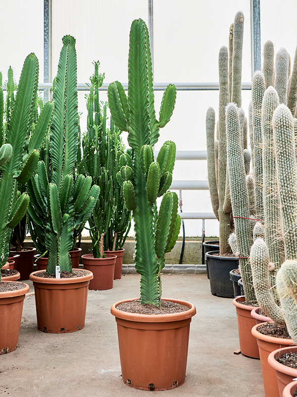 Planta naturala de interior Branched D75xH175cm Euphorbia ingens (160-190) PS40/34cm in pamant