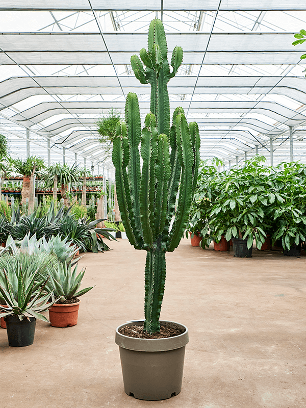 Planta naturala de interior Branched D75xH210cm Euphorbia erytrea PS40/36cm in pamant