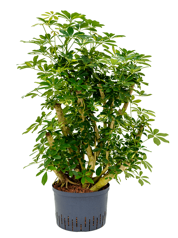 Planta naturala de interior Branched D80xH110cm Schefflera arboricola 'Gold Capella' P28/19cm in hidrogranule