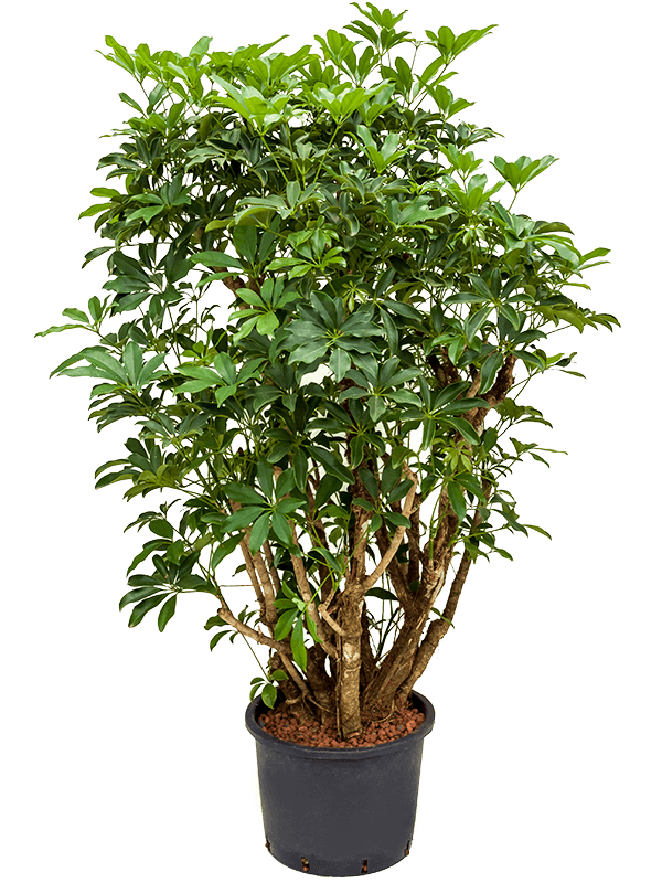 Planta naturala de interior Branched D80xH140cm Schefflera arboricola 'Compacta' P32/26cm in hidrogranule