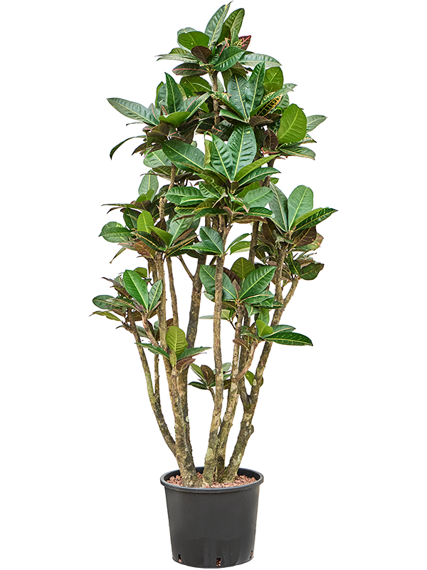 Planta naturala de interior Branched D80xH150cm Croton (Codiaeum) variegatum 'Petra' P28/24cm in hidrogranule