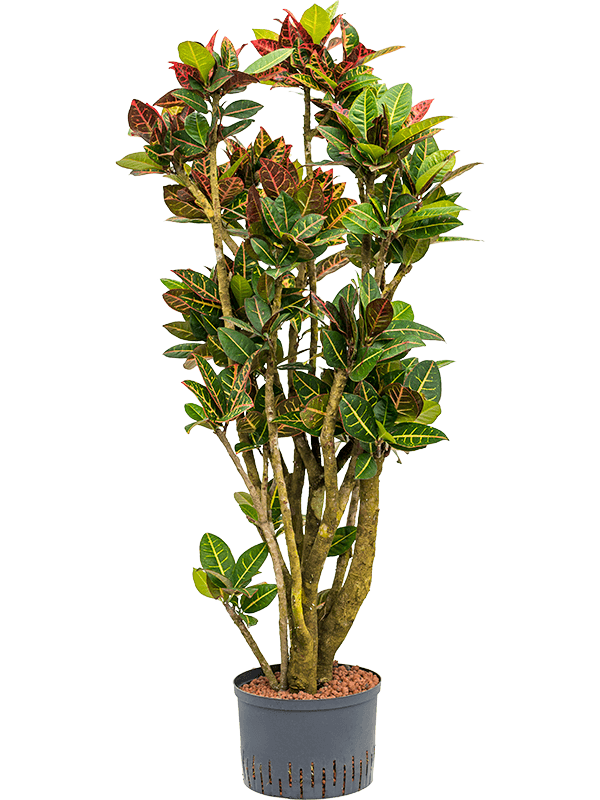 Planta naturala de interior Branched D80xH150cm Croton (Codiaeum) variegatum 'Petra' P28/24cm in hidrogranule