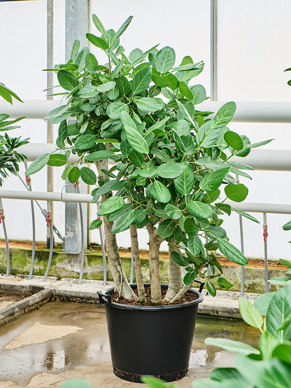 Planta naturala de interior Branched D80xH150cm Ficus benghalensis PS55/41cm in pamant