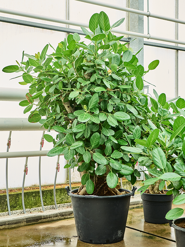 Planta naturala de interior Branched D80xH150cm Ficus benghalensis PS60/43cm in pamant