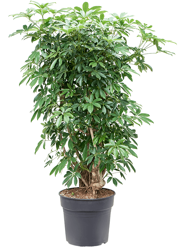 Planta naturala de interior Branched D80xH145cm Schefflera arboricola 'Compacta' PS34/30cm in pamant