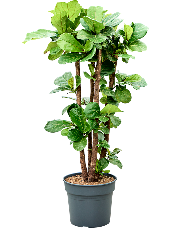 Planta naturala de interior Branched D80xH165cm Ficus lyrata PS38/32cm in pamant