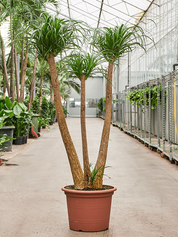 Planta naturala de interior Branched D80xH170cm Beaucarnea recurvata PS55/32cm in pamant