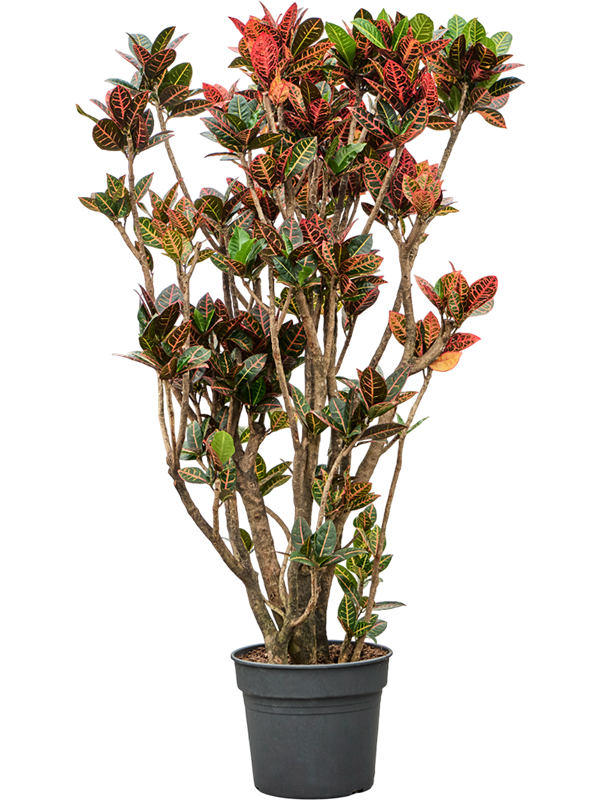 Planta naturala de interior Branched D80xH180cm Croton (Codiaeum) variegatum 'Petra' PS38/32cm in pamant