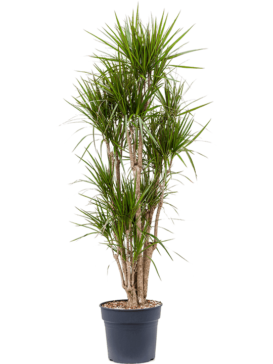 Planta naturala de interior Branched D80xH180cm Dracaena marginata PS34/30cm in pamant