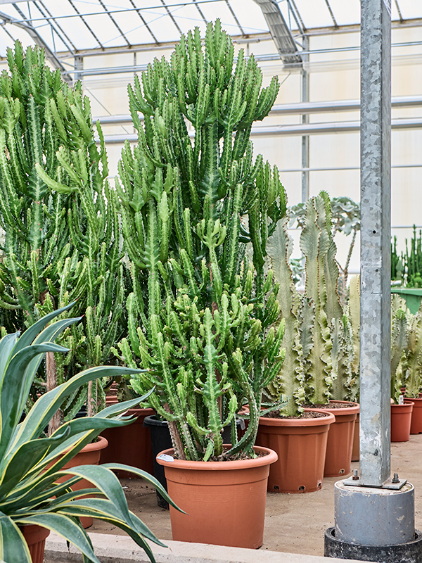 Planta naturala de interior Branched D80xH180cm Euphorbia lactea 'Compacta' PS40/36cm in pamant