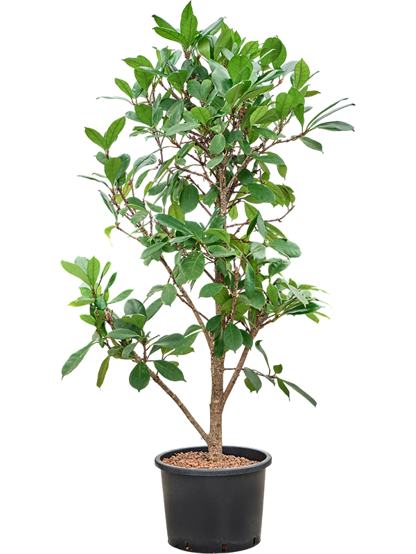 Planta naturala de interior Branched D80xH180cm Ficus cyathistipula P35/28cm in hidrogranule