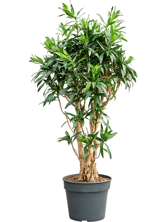 Planta naturala de interior Branched D80xH185cm Pleomele (Dracaena) reflexa PS45/37cm in pamant